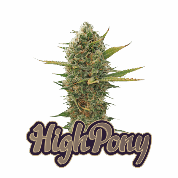THC Semienka – Super Skunk Full Period (3 ks)