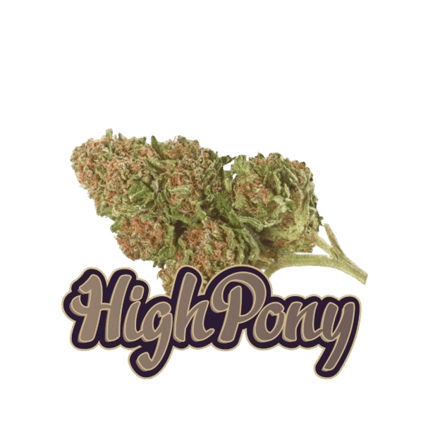 HighPony THCX Kvety (REAL NIGGA)